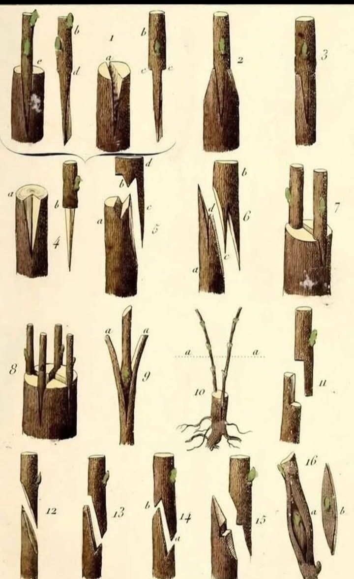 Altoirea pomilor fructiferi – ghid complet pentru rodire rapidă și producții bogate