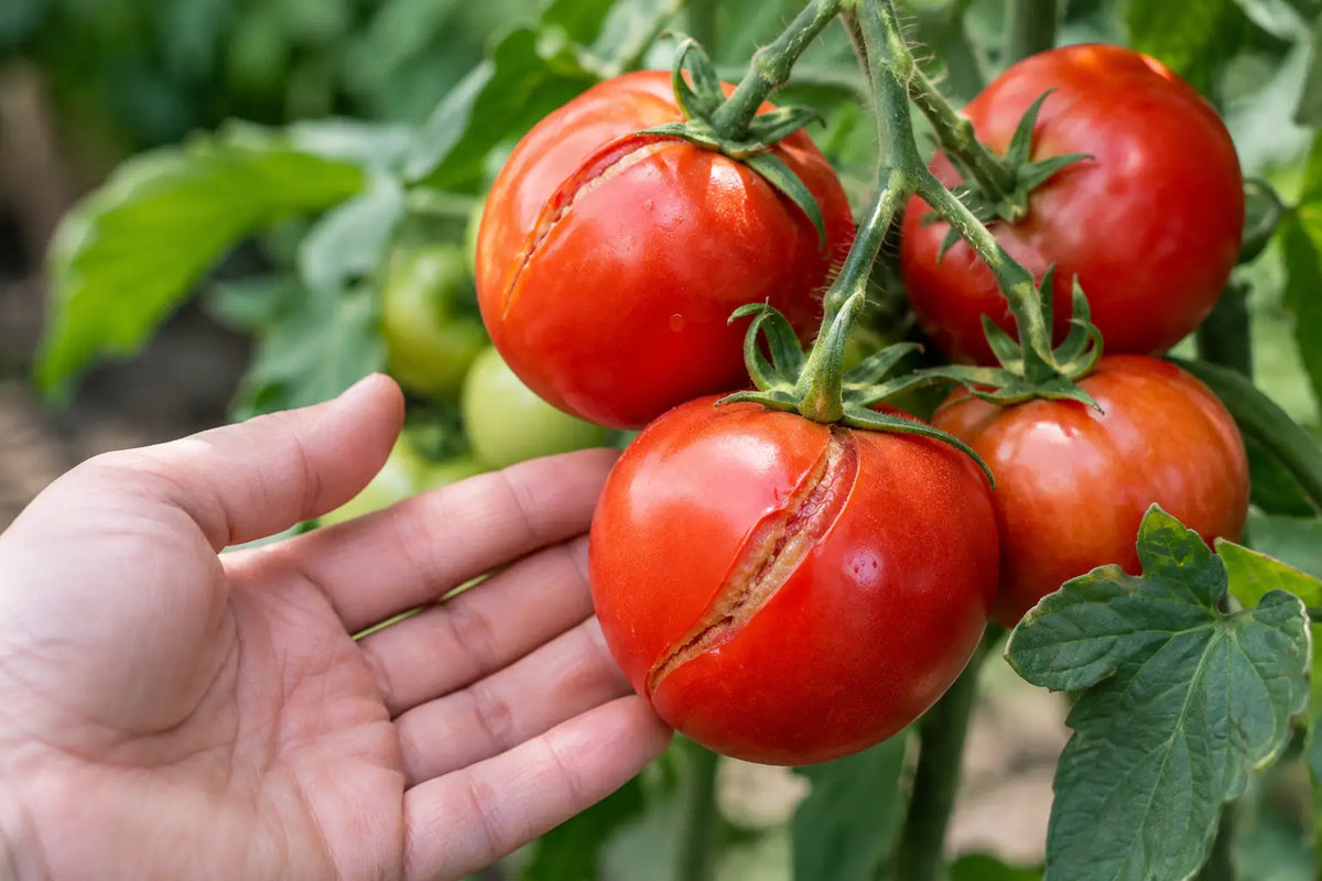 De ce tomatele crapă frecvent și cum le protejezi