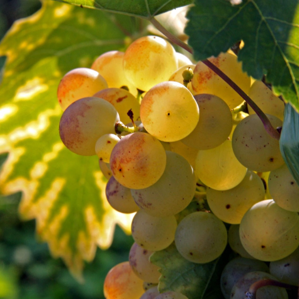 Viță de vie de vin - ghiveci
