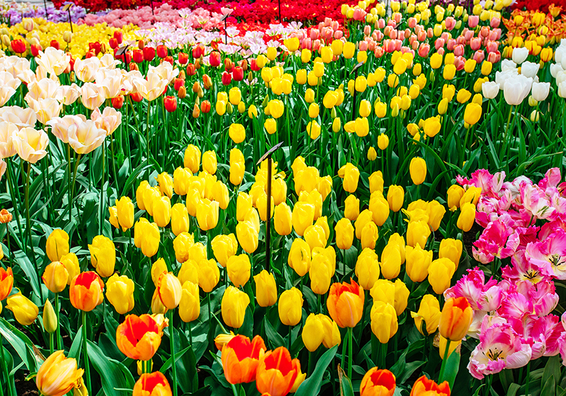 Pachete Promoționale