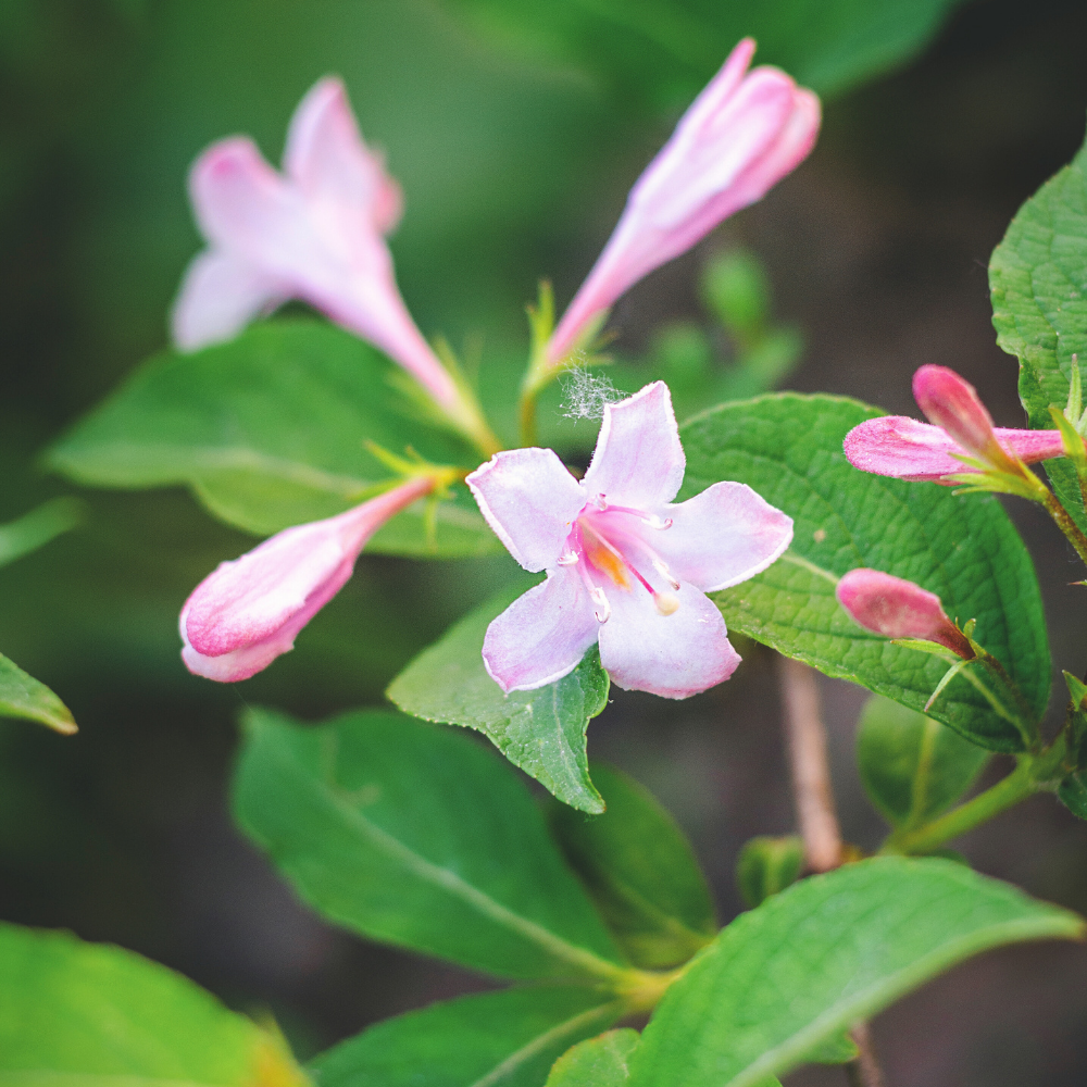 Weigela