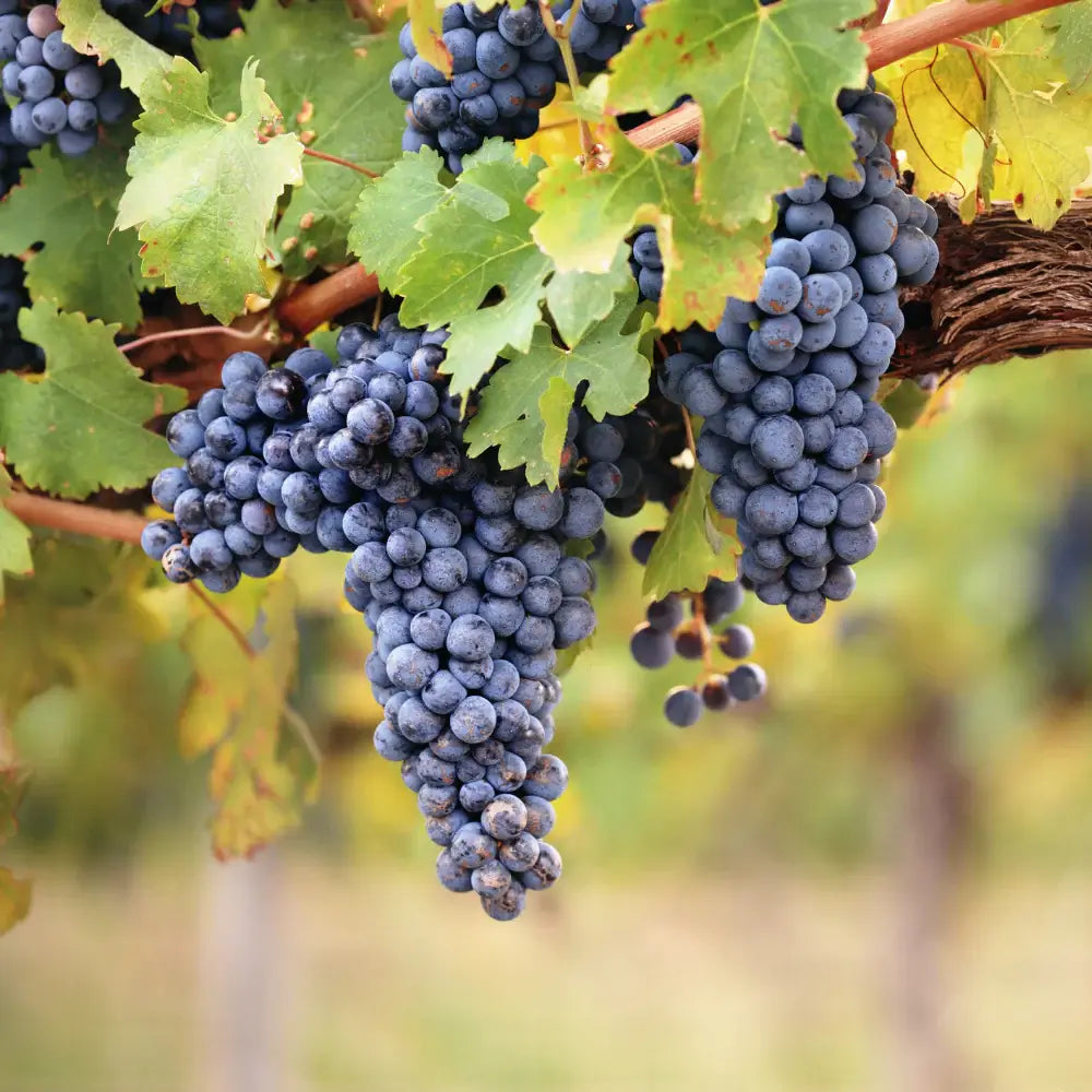 vita de vie banner pepiniera romaniei