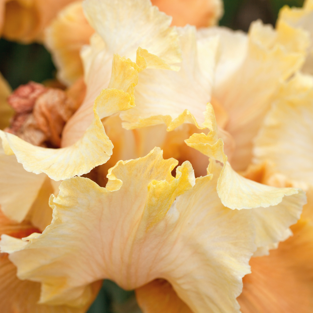 Bulbi Iris