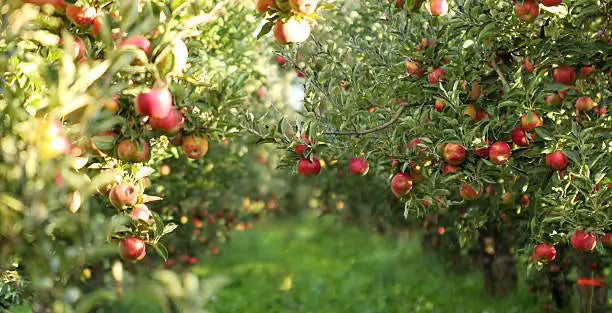 arbusti pomi fructiferi banner pepiniera romaniei