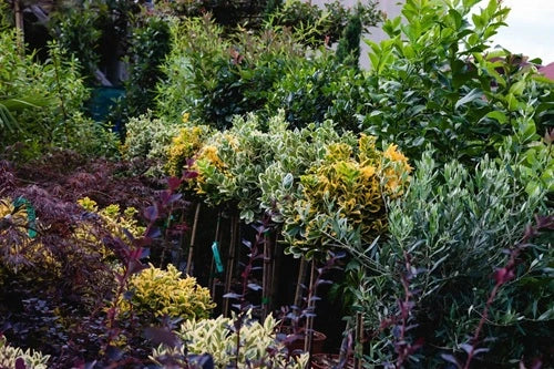 plante ornamentale banner