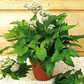 Fresh valerian plant with green leaves and small white flowers in a brown pot