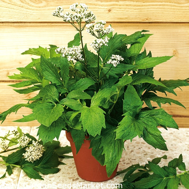 Fresh valerian plant with green leaves and small white flowers in a brown pot