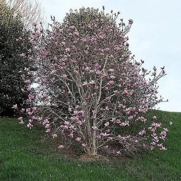 Magnolia "Ricki", la ghiveci de 2L
