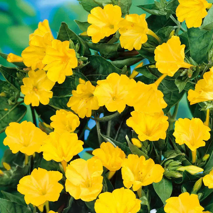 Mirabilis Galben la ghiveci