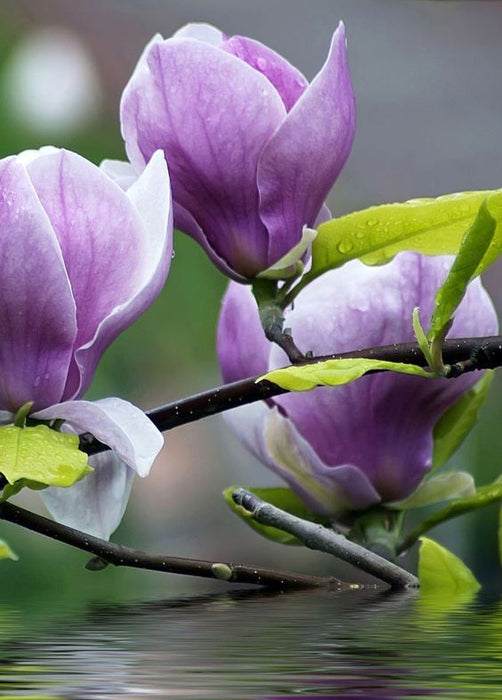 Magnolia "Ann", la ghiveci de 2L
