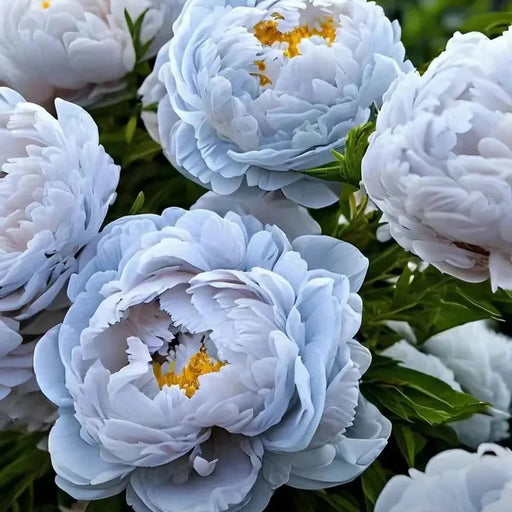 Bujor "Bluey"
