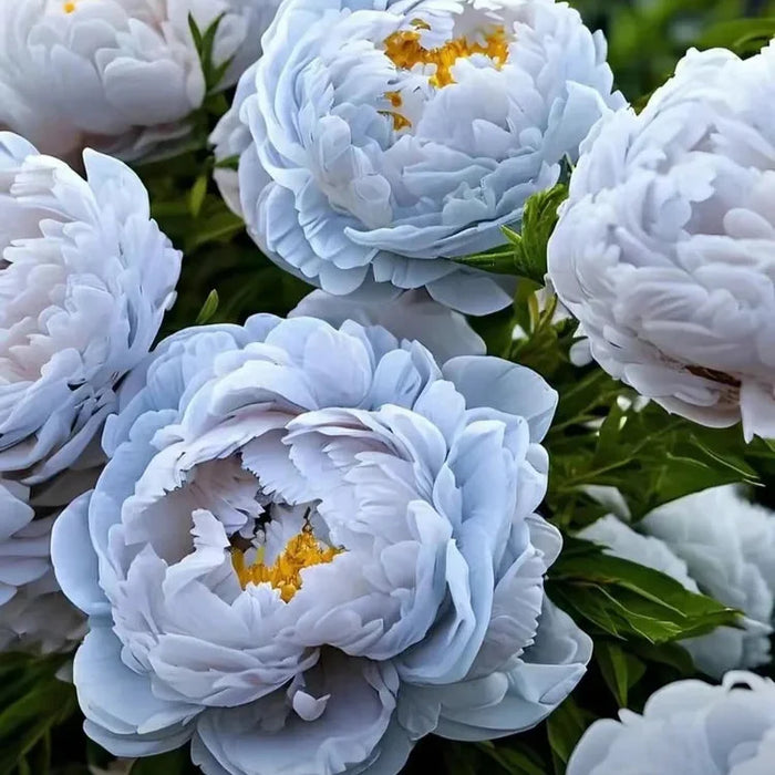 Bujor "Bluey"