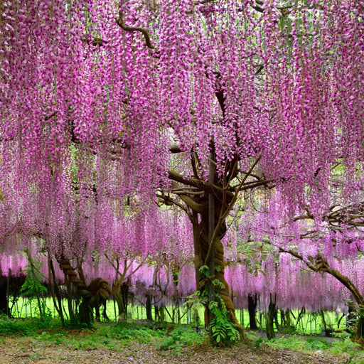 Glicina Wisteria "Pretty In Pink", 80-100 cm