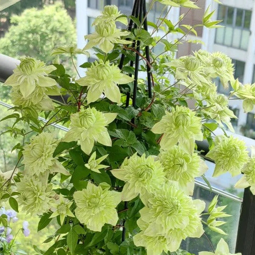 Clematis "Sweet Sage" la ghiveci, 1 Bucata, 120 cm