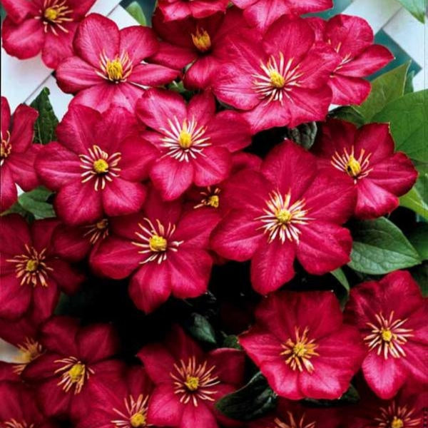 Clemantis "Ruby Cascade" la ghiveci, 1 bucata, 120 cm