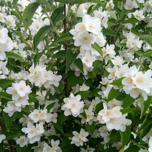 Lamaita, la Ghiveci