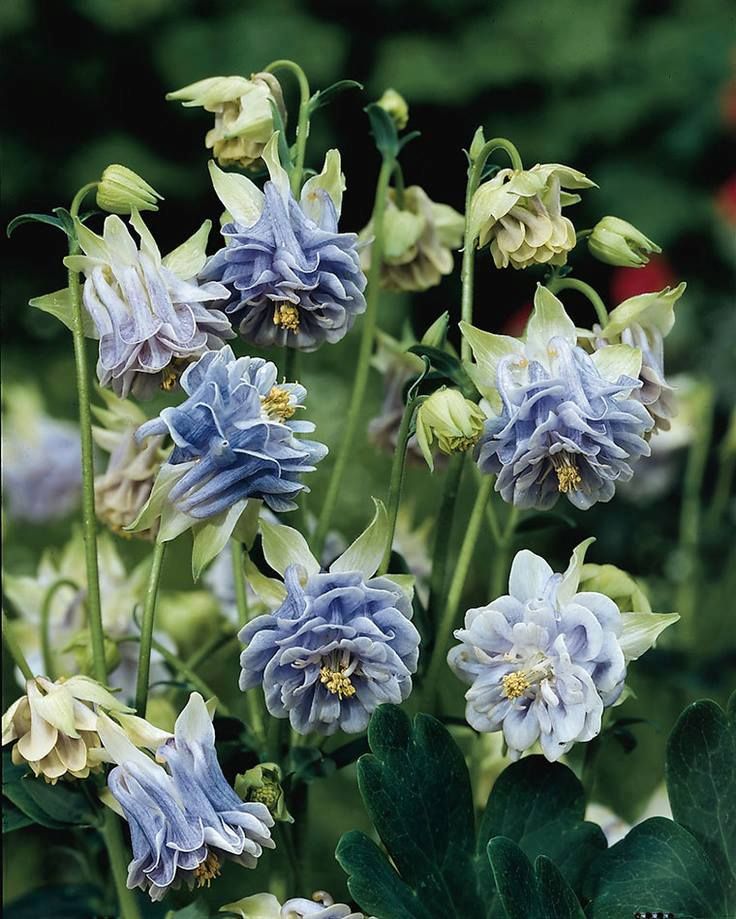 Bulbi de Căldărușe Aquilegia Soft Blue , 1 bucată