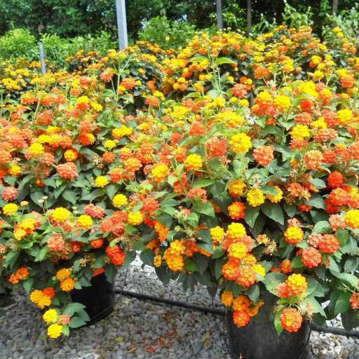 Mix Lantana 3 Bucati