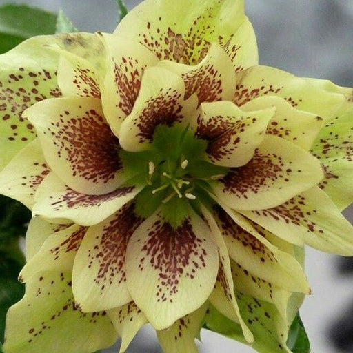 Helleborus ''Speckled Springfire'' la ghiveci
