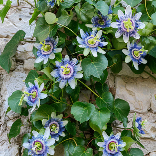 Passiflora Caerulea  , 60-80 cm