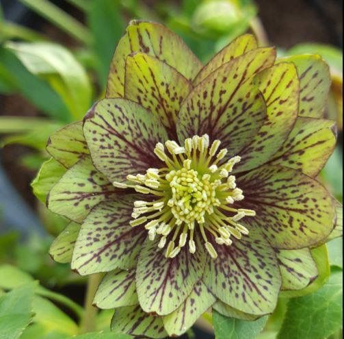 Helleborus ''Forest Amethyst'' la ghiveci