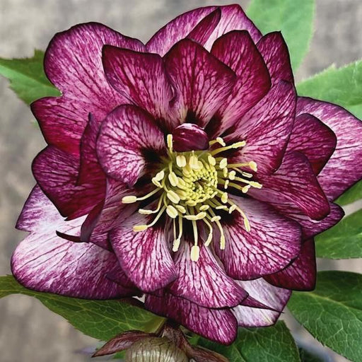 Helleborus ''Velvet Whisper'' la ghiveci