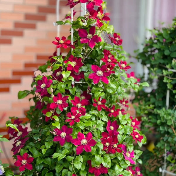 Clemantis "Ruby Cascade" la ghiveci, 1 bucata, 120 cm