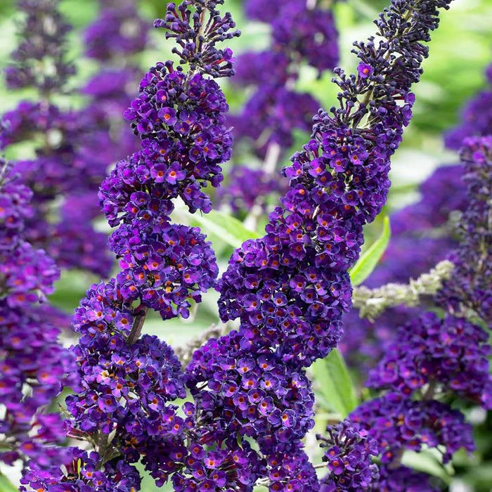Buddleja Liliac de vara " Moon", la ghiveci