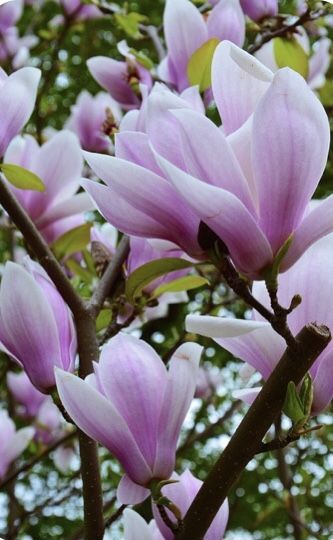 Magnolia "Ricki", la ghiveci de 2L