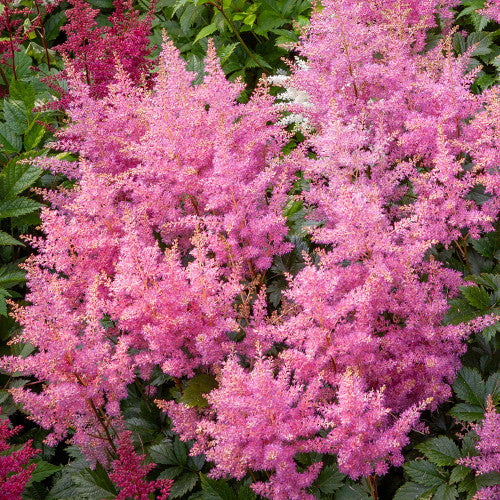 Bulbi de Astilbe "Pumila", Roz Deschis, 1 Bucata la ghiveci