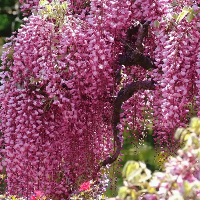 Glicina Wisteria "Pretty In Pink", 80-100 cm