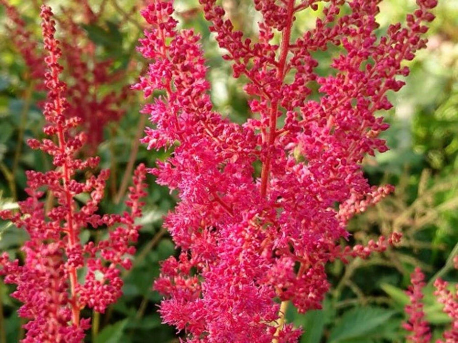 Bulbi de Astilbe "Granat", Roz Inchis, 1 Bucata la ghiveci