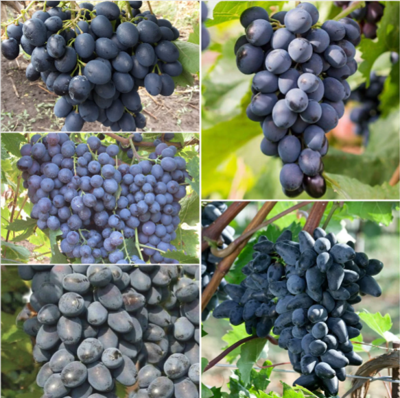 Крупные грозди чёрного винограда на лозе, свежие плоды для посадки и урожая.