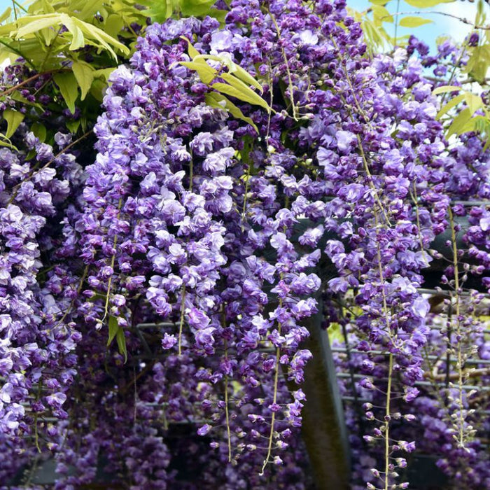 Glicina "Wisteria Black Dragon" 80-100 cm