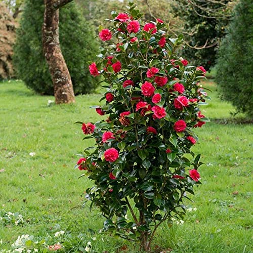 Camellia ''Principessa Baciocchi''