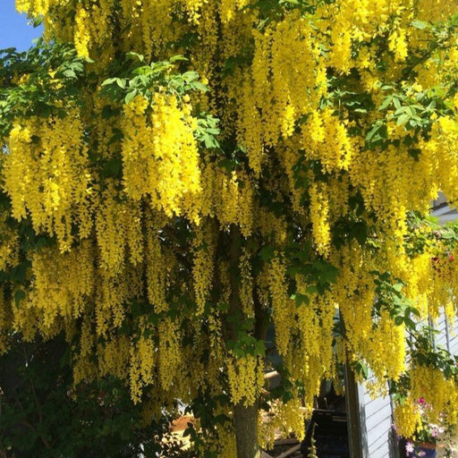 Glicina Wisteria "Shining Star" 80-100 cm