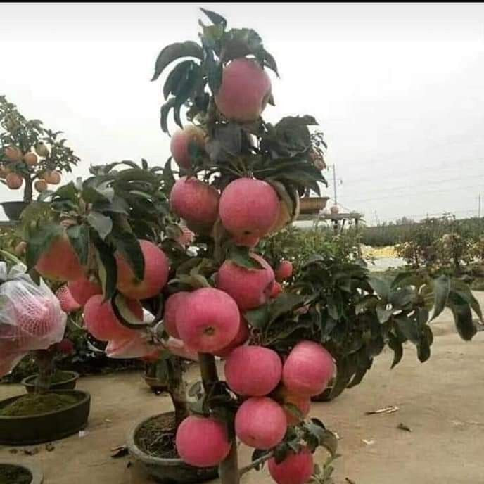 Măr Columnar de Toamnă la ghiveci