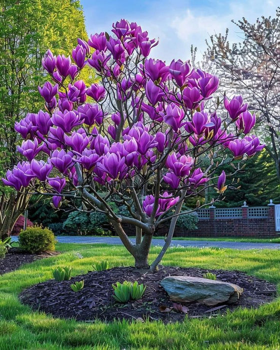 Magnolia "Ann", la ghiveci de 2L