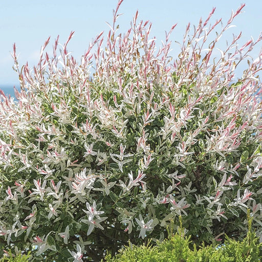 Salix Integra Hakuro-Nishiki , tufa