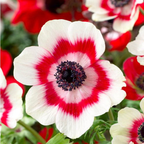 Белая анемона с красными полосами, цветок крупным планом, декоративное растение