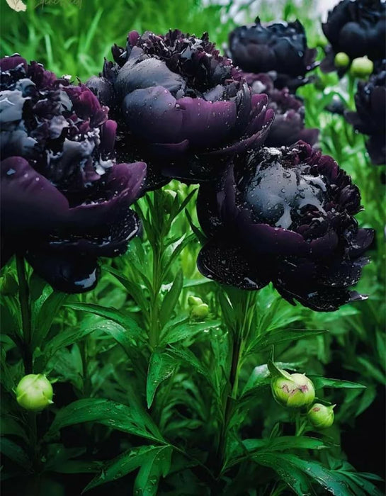 Bujor "Black Moon"