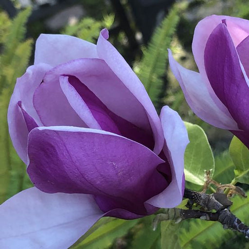 Magnolia "Ann", la ghiveci de 2L