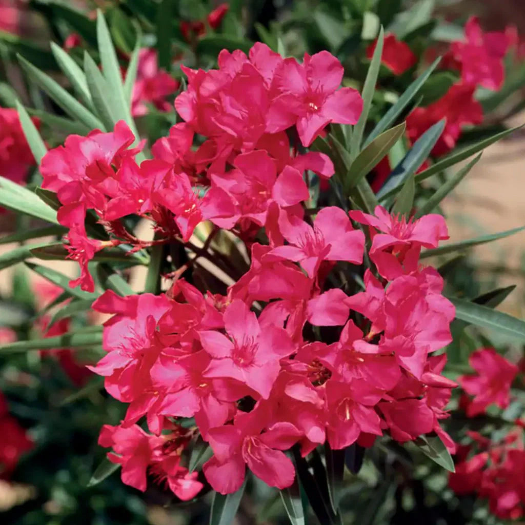 Leandru Roșu, Nerium Oleander