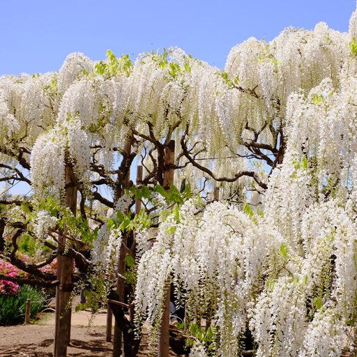 Glicina Wisteria "Serenity", 80-100 cm