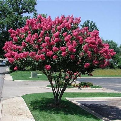 Liliacul Indian Roz