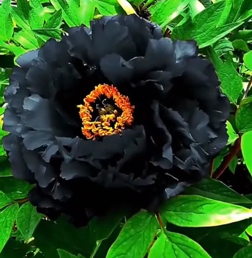 Bujor "Black Moon"