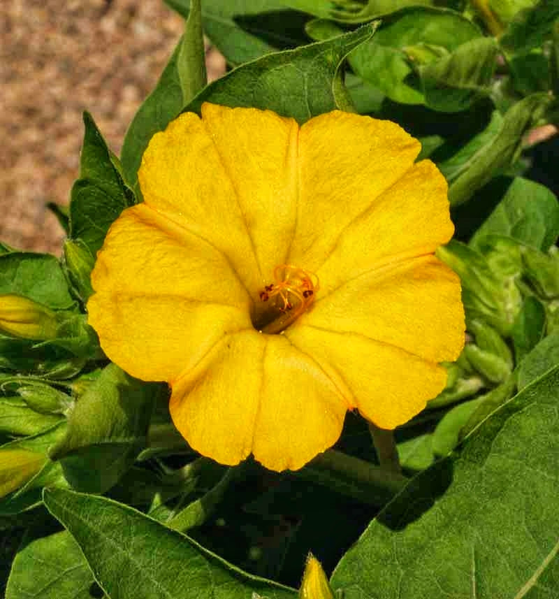 Mirabilis Galben la ghiveci