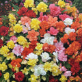 Pachet 10 Bulbi de Begonia - Flori Perene