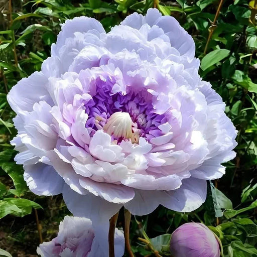 Bujor "Purple Sky"