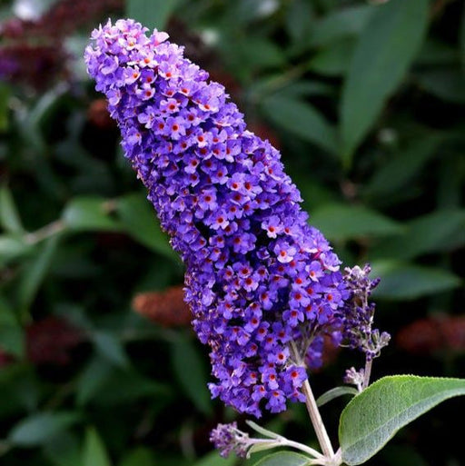 Buddleja Liliac de vara " Moon", la ghiveci
